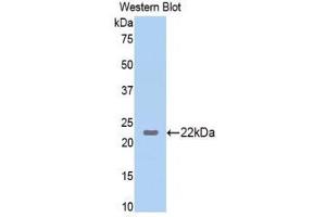 Western Blotting (WB) image for anti-Interleukin 23 (IL23) (AA 22-196) antibody (ABIN1859405) (IL23 anticorps  (AA 22-196))