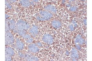 IHC analysis of HCN2 in frozen sections of mouse brain using HCN2 antibody.