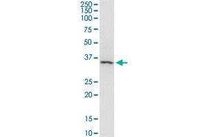 ARRB2 monoclonal antibody (M06), clone 4D2.