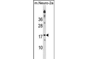 RPL30 Antibody (N-term) (ABIN1881761 and ABIN2838833) western blot analysis in mouse Neuro-2a cell line lysates (35 μg/lane). (RPL30 anticorps  (N-Term))