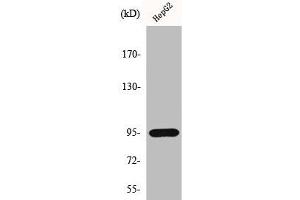Western Blot analysis of HepG2 cells using HIF-1β Polyclonal Antibody