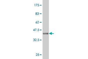 Western Blot detection against Immunogen (36.