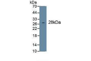 Detection of Recombinant COL1a1, Human using Monoclonal Antibody to Collagen Type I Alpha 1 (COL1a1) (COL1A1 anticorps  (AA 1218-1440))