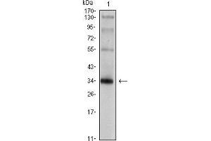 Western blot analysis using SYP mouse mAb against rat brain tissue lysate.