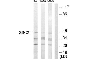 Western blot analysis of extracts from 293 cells, HepG2 cells and COLO205 cells, using GSC2 antibody.