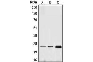 Western blot analysis of Ephrin A1 expression in THP1 (A), HUVEC (B), MCF7 (C) whole cell lysates.