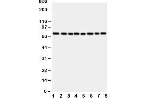 Western blot testing of CYPOR antibody and rat samples: 1. (POR anticorps  (C-Term))