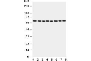 Western blot testing of CYPOR antibody and rat samples: 1. (POR anticorps  (C-Term))