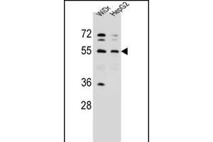 NARS Antibody (N-term) (ABIN655041 and ABIN2844672) western blot analysis in WiDr,HepG2 cell line lysates (35 μg/lane). (NARS anticorps  (N-Term))