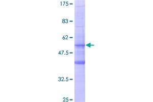 Image no. 1 for Membrane-Spanning 4-Domains, Subfamily A, Member 6A (MS4A6A) (AA 1-248) protein (GST tag) (ABIN1311417)