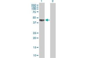 Western Blot analysis of KHDRBS1 expression in transfected 293T cell line by KHDRBS1 MaxPab polyclonal antibody.