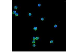 IF analysis of Peroxiredoxin 1 using anti-Peroxiredoxin 1 antibody (ABIN3043903). (Peroxiredoxin 1 anticorps  (Middle Region))