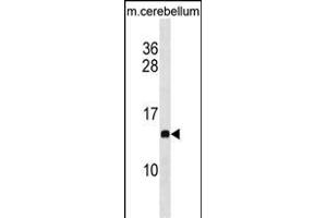PFDN2 Antibody (C-term) (ABIN1881647 and ABIN2838661) western blot analysis in mouse cerebellum tissue lysates (35 μg/lane). (PFDN2 anticorps  (C-Term))