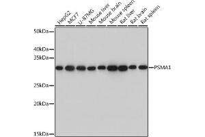 Western blot analysis of extracts of various cell lines, using PSM Rabbit mAb (ABIN7269599) at 1:1000 dilution. (PSMA1 anticorps)