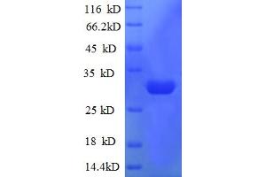 SDS-PAGE (SDS) image for RL36, Ribosomal Protein 36 60S Large Ribosomal Subunit (RL36) (AA 1-38), (full length) protein (GST tag) (ABIN5712616) (RL36 Protein (AA 1-38, full length) (GST tag))