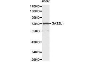 Western Blotting (WB) image for anti-Growth Arrest-Specific 2 Like 1 (GAS2L1) antibody (ABIN1872779)