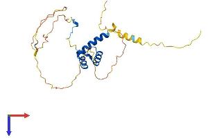 AlphaFold protein structure predicition of Mouse Recombinant Hoxb8 Protein, UniprotID P09632
