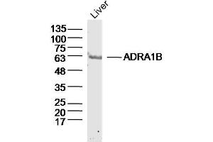 Mouse Liver lysates probed with ADRA1B Polyclonal Antibody, Unconjugated  at 1:300 dilution and 4˚C overnight incubation. (ADRA1B anticorps  (AA 1-100))