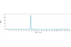 anti-ErbB2/Her2 (Coprelotamab Biosimilar) antibody