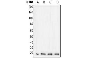 Western blot analysis of STMN1 expression in HeLa (A), Jurkat (B), SHSY5Y (C), PC12 (D) whole cell lysates. (Stathmin 1 anticorps  (N-Term))