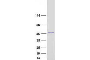 Validation with Western Blot