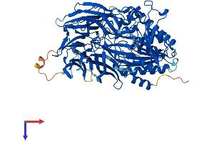 AlphaFold protein structure predicition of Human Recombinant APEH Protein, UniprotID P13798