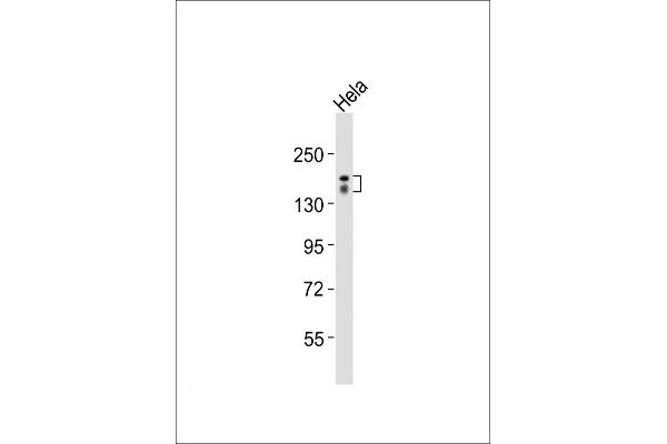 GRF2 antibody  (AA 536-569)
