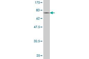 Western Blot detection against Immunogen (73.