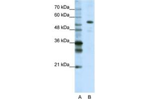 Western Blotting (WB) image for anti-Cleavage and Polyadenylation Specific Factor 7, 59kDa (CPSF7) antibody (ABIN2462303) (CPSF7 anticorps)