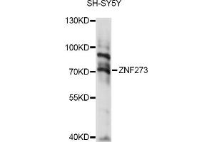 Western blot analysis of extracts of SH-SY5Y cells, using ZNF273 antibody (ABIN6294109) at 1:1000 dilution. (ZNF273 anticorps)