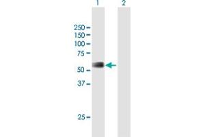 Western Blot analysis of RMI1 expression in transfected 293T cell line by RMI1 MaxPab polyclonal antibody. (RMI1 anticorps  (AA 1-379))