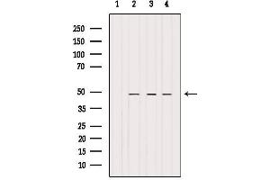 Western blot analysis of extracts from various samples, using BRE Antibody. (BRE anticorps  (C-Term))