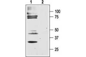 Western blot analysis of rat dorsal root ganglion lysates: - 1. (F2RL1 anticorps  (C-Term, Intracellular))