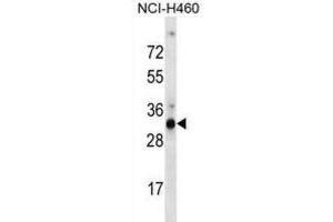 Western Blotting (WB) image for anti-Olfactory Receptor, Family 9, Subfamily G, Member 4 (OR9G4) antibody (ABIN2998705) (OR9G4 anticorps)