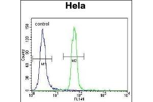 Presenilin 1 (PSEN1) Antibody (C-term) (ABIN390169 and ABIN2840665) flow cytometric analysis of Hela cells (right histogram) compared to a negative control cell (left histogram). (Presenilin 1 anticorps  (C-Term))