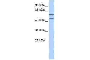 WB Suggested Anti-ZNF474 Antibody Titration:  0. (ZNF474 anticorps  (N-Term))
