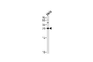Western blot analysis of lysate from Hela cell line, using YWHAG Antibody (Center) (ABIN389486 and ABIN2839545).