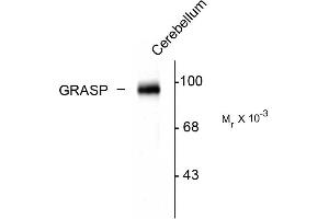 GRIPAP1 anticorps  (C-Term)