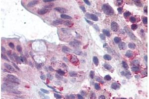 Image no. 2 for anti-Leucine-Rich Repeat Containing G Protein-Coupled Receptor 5 (LGR5) (Cytoplasmic Domain) antibody (ABIN1048834)