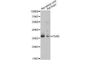 Western blot analysis of extracts of various cell lines, using PENK antibody. (Enkephalin anticorps)