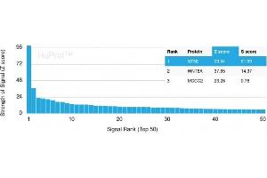 Analysis of Protein Array containing more than 19,000 full-length human proteins using CD73 Mouse Recombinant Monoclonal Antibody (NT5E/2503) Z- and S- Score: The Z-score represents the strength of a signal that a monoclonal antibody (MAb) (in combination with a fluorescently-tagged anti-IgG secondary antibody) produces when binding to a particular protein on the HuProtTM array.