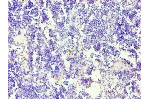 Immunohistochemistry of paraffin-embedded human thymus tissue using ABIN7158650 at dilution of 1:100 (CD58 anticorps  (AA 40-220))