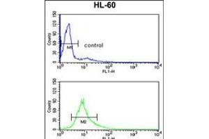 Flow cytometry analysis of HL-60 cells (bottom histogram) compared to a negative control cell (top histogram). (PSME2 anticorps  (C-Term))