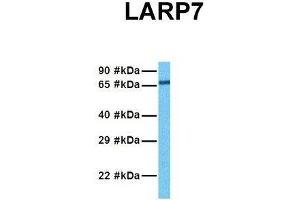Host:  Rabbit  Target Name:  L Sample Tissue:  Human Hela  Antibody Dilution:  1. (LARP7 anticorps  (C-Term))