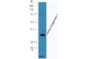 293T cell lysate probed (ABIN677273) at 1:300 overnight in 4 °C. (Heme Oxygenase 1, Heme Oxygenase 2 (AA 101-200) anticorps)