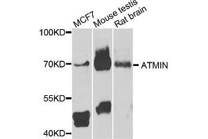 Western blot analysis of extracts of various cells, using ATMIN antibody. (ATM Interactor anticorps)