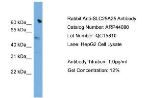 WB Suggested Anti-SLC25A25  Antibody Titration: 0. (SLC25A25 anticorps  (N-Term))