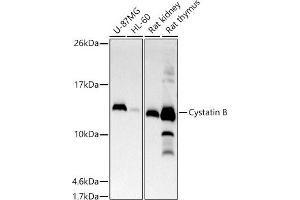 Western blot analysis of extracts of various cell lines, using Cystatin B antibody (ABIN7266617) at 1:500 dilution.