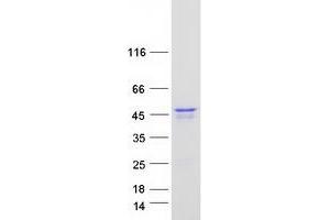 Validation with Western Blot