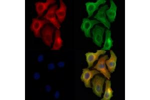 ABIN6262979 and ABIN6278394 staining Hela cells by IF/ICC.
